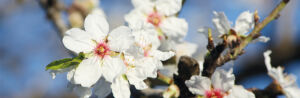 Mandelblüte
