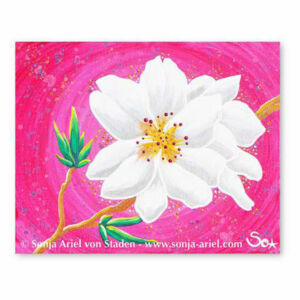 Blumenbild: Mandelblüten-Zauber